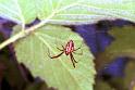 Linyphia_triangularis_F1994_Z_80_Les Gris_Frankrijk